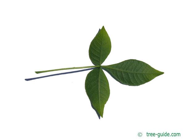 hoptree (Ptelea trifoliata) leaf underside