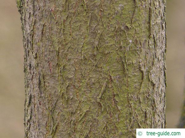 hoptree (Ptelea trifoliata) trunk / bark