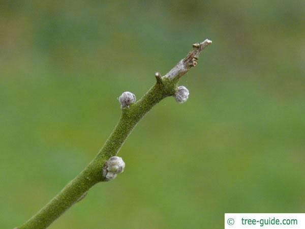 hoptree (Ptelea trifoliata) buds in winter