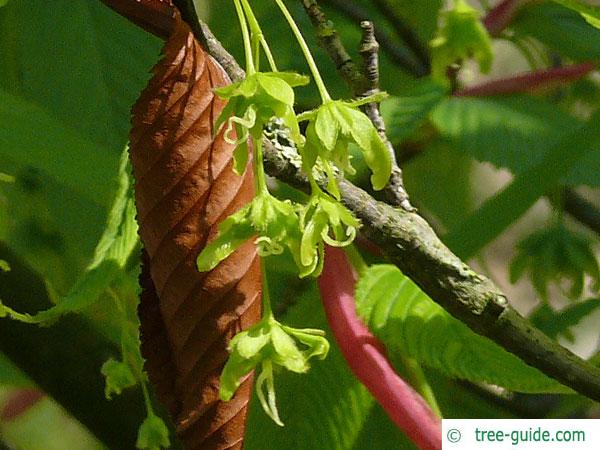 hornbeam maple (Acer carpinifolium) blossom