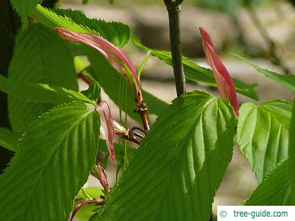 hornbeam maple (Acer carpinifolium) budding