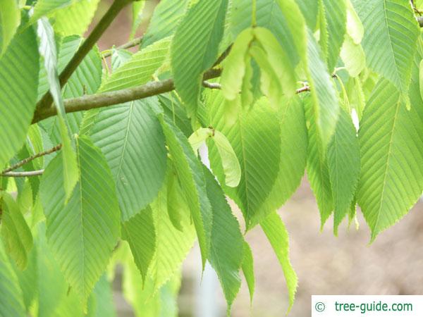 hornbeam maple (Acer carpinifolium) branch with leaves and fruits