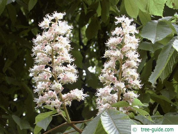 horsechestnut (Aesculus hippocastanum) flower 2