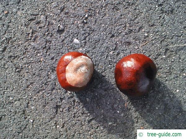 horsechestnut (Aesculus hippocastanum) fruit