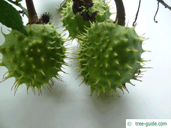 horsechestnut (Aesculus hippocastanum) fruits