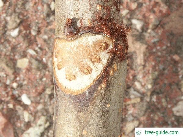 horsechestnut (Aesculus hippocastanum) leaf scar