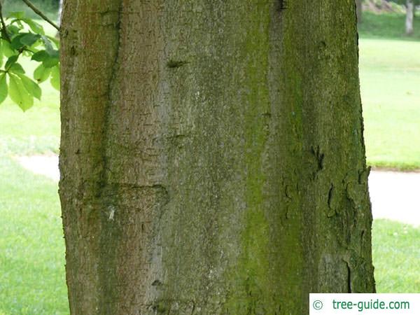 horsechestnut (Aesculus hippocastanum) trunk