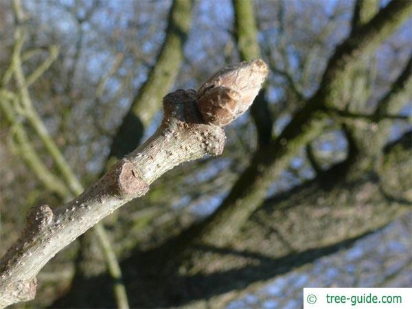 hungarian oak (Quercus fainetto) bud