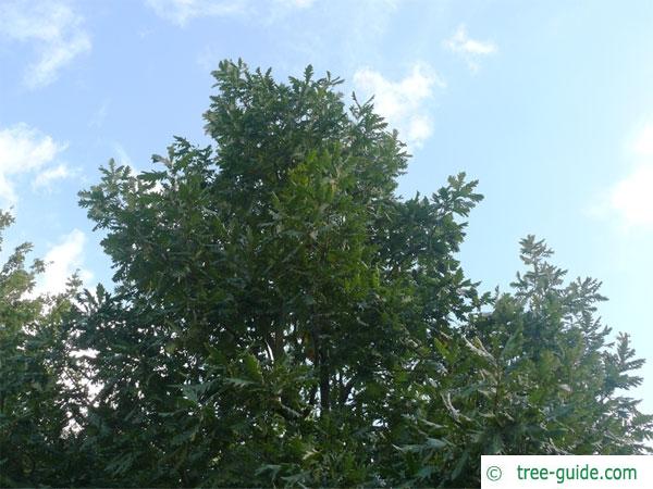 hungarian oak (Quercus fainetto) tree crown