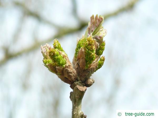 hungarian oak (Quercus fainetto) blossom in spring