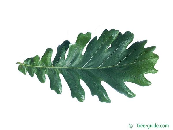 hungarian oak (Quercus fainetto) leaf