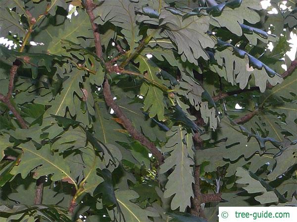 hungarian oak (Quercus fainetto) leaves
