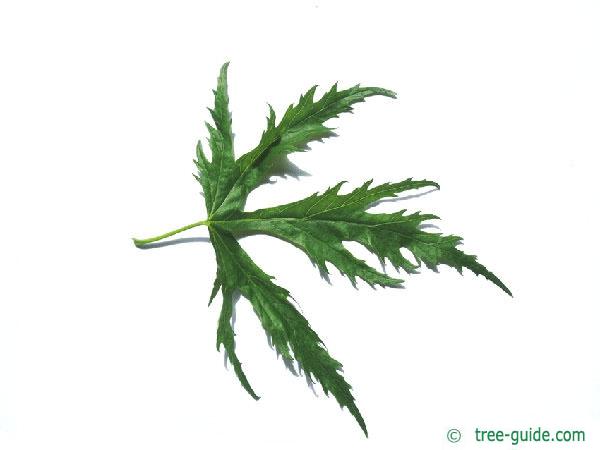 incised norway maple (Acer saccharinum 'Wieri') leaf