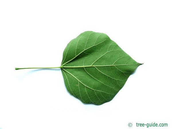 indian bean tree (Catalpa bignonioides) leaf underside
