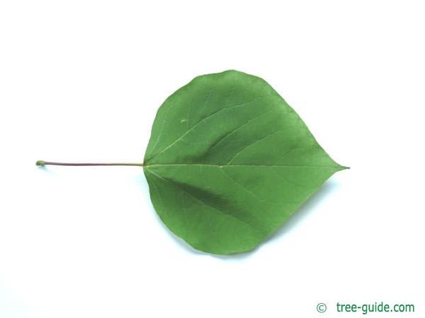 Catalpa bignonioides or southern catalpa, ornamental tree with a short trunk,  light brown bark, long and straggling branches which form a broad head  covered with large green leaves Stock Photo