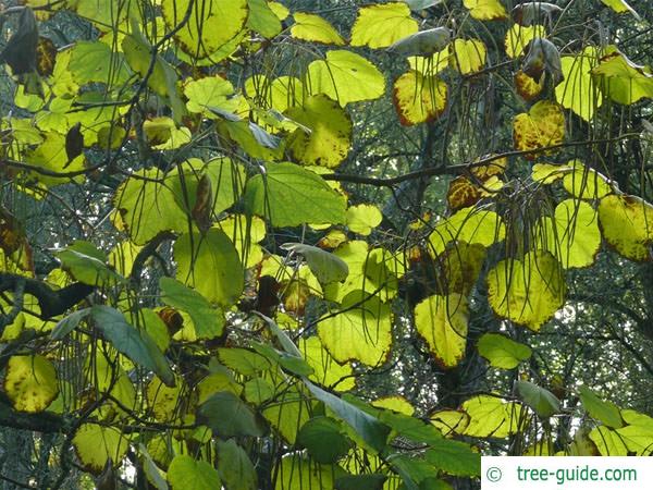 indian bean tree (Catalpa bignonioides) leaves autumn
