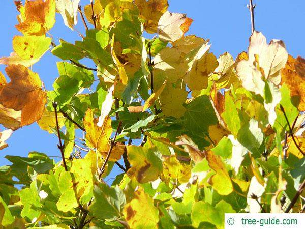 italian maple (Acer opalus) foliage in autumn
