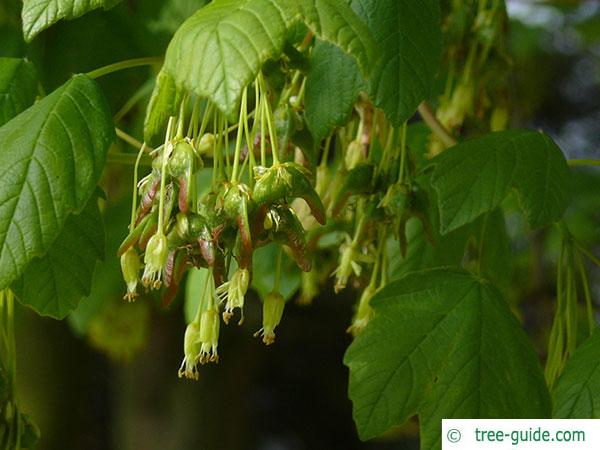 italian maple (Acer opalus) blossoms