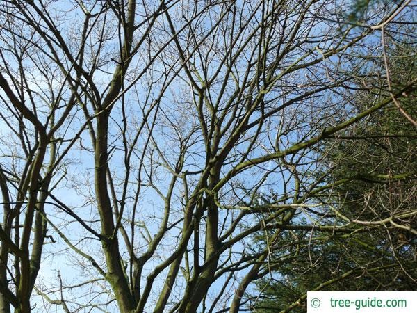 italian maple (Acer opalus) tree crown in winter