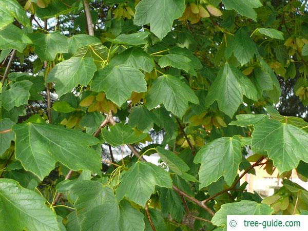 italian maple (Acer opalus) leaves