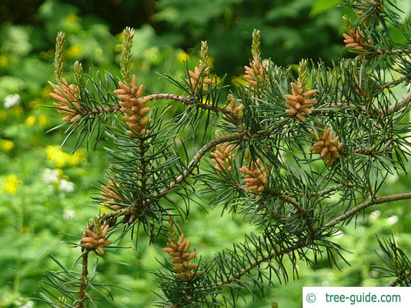 jack pine (Pinus banksiana) young cones