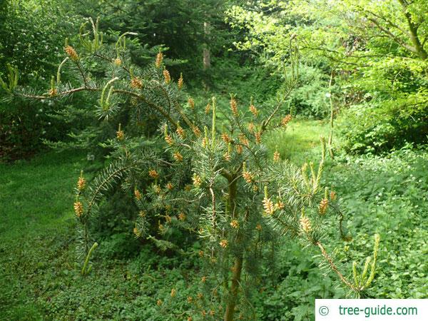 jack pine (Pinus banksiana) young tree in summer
