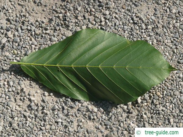 Japanese Beech leaf backside