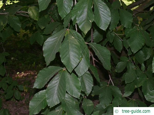 Japanese Beech leaves