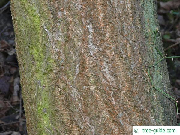 japanese cork tree (Phellodendron japonicum) trunk / bark