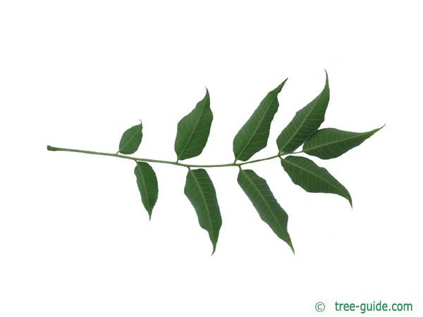 japanese cork tree (Phellodendron japonicum) leaf underside