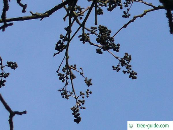 japanese cork tree (Phellodendron japonicum) fruits in winter