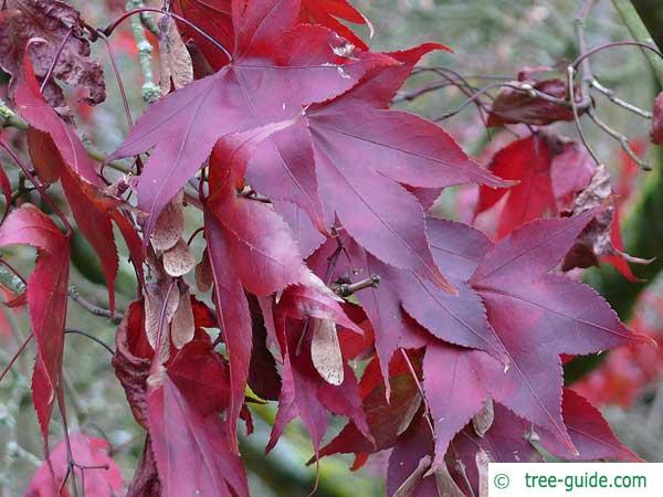 japanese maple (Acer palmatum 'Ozakazuki') in autumn