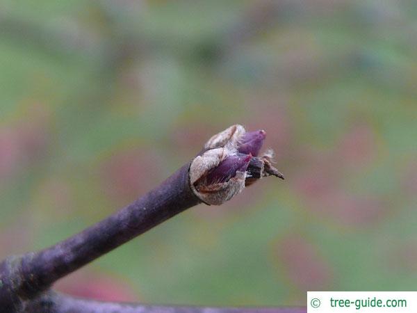 japanese maple (Acer palmatum 'Ozakazuki') bud