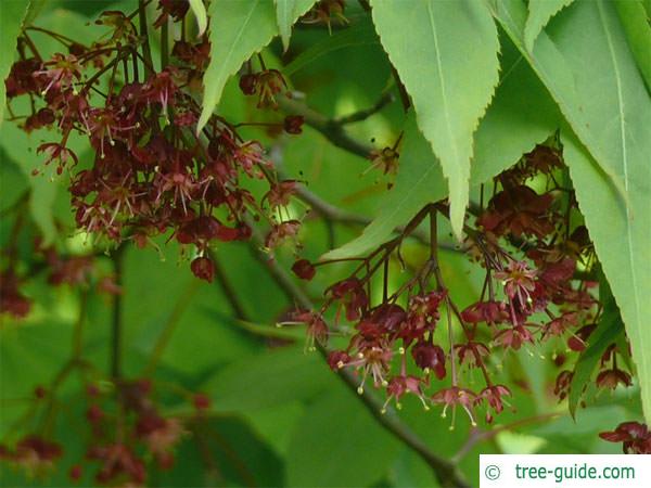 japanese maple (Acer palmatum 'Ozakazuki') flower