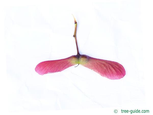 japanese maple (Acer palmatum 'Ozakazuki') fruit