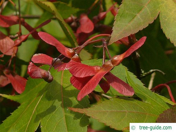 japanese  maple (Acer palmatum 'Ozakazuki') fruits