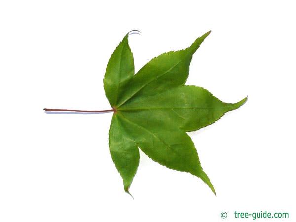japanese maple (Acer palmatum 'Ozakazuki') leaf unterside