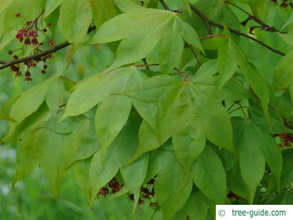 japanese maple (Acer palmatum 'Ozakazuki') leaves