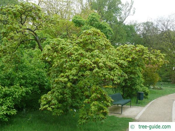 japanese maple (Acer palmatum 'Ozakazuki') tree