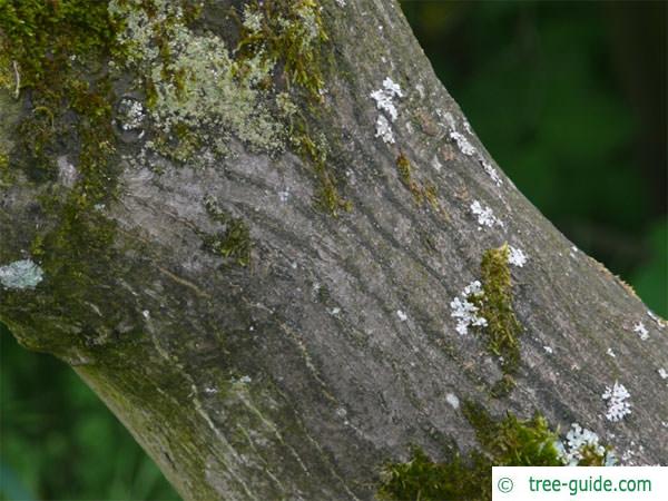 japanese maple (Acer palmatum 'Ozakazuki') trunk / bark