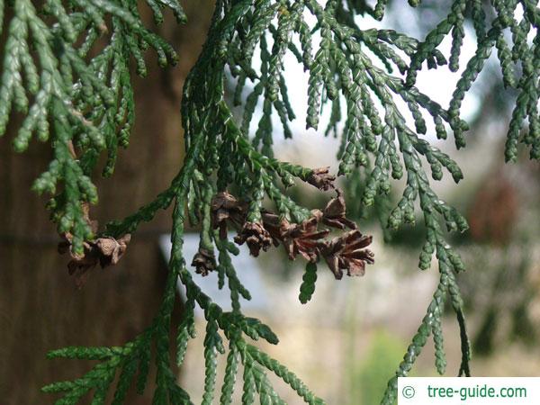 japanese thuja (Thuja standishii) cones