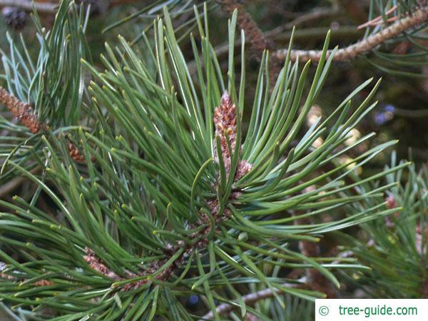 jersey pine (Pinus virginiana) branch