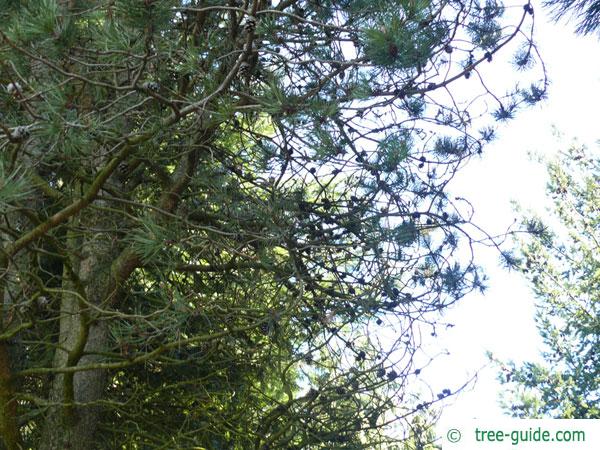 jersey pine (Pinus virginiana) tree