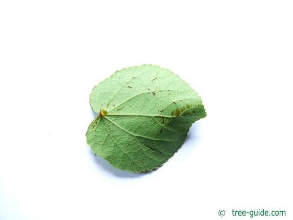 katsura (Cercidiphyllum japonicum) tree leaf underside