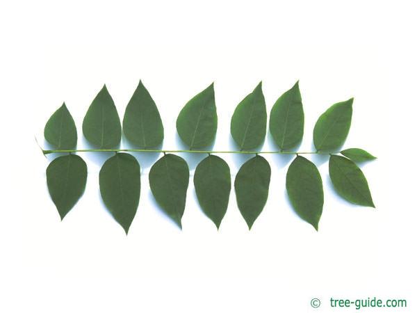 kentucky coffee tree (Gymnocladus dioicus) leaf underside