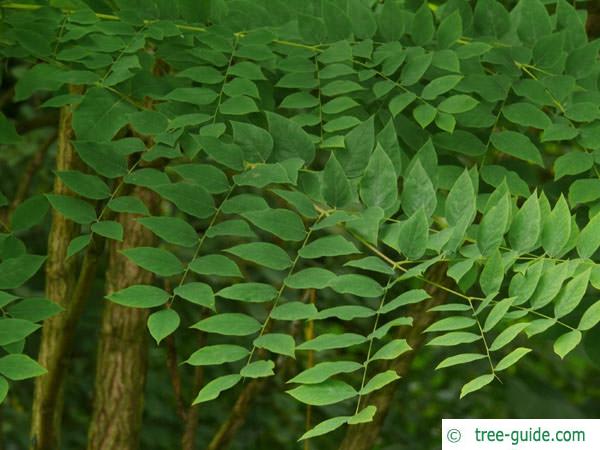 kentucky coffee tree (Gymnocladus dioicus) leaves