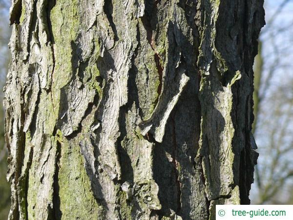 kentucky coffee tree (Gymnocladus dioicus) trunk / bark