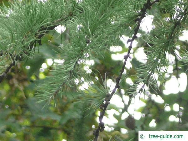 larch (Larix decidua) branches in summer
