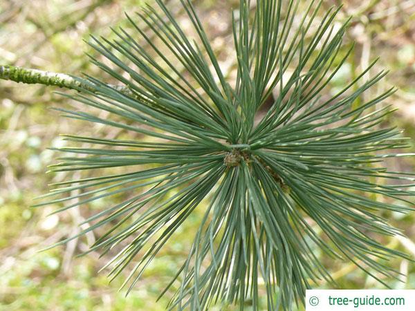 limber pine (Pinus flexilis) needle arrangement