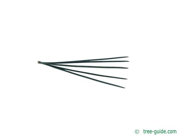 limber pine (Pinus flexilis) needles